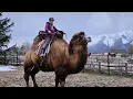 Saddling my Camel Grover