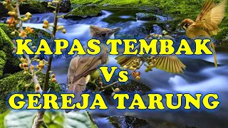 masteran kapas tembak vs gereja tarung jernih jeda cocok untuk murai batu kacer cocak ijo