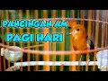 Download Lagu ANIS MERAH NGEPLONG PAGI, PANCINGAN ANIS MERAH DI PAGI HARI