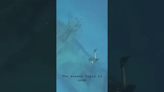 Freediving to 60ft #freediving #travel #sailboat #ocean #viral #diving