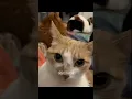 Download Lagu Subscribe ✅❤️ #memes #trolllife #trending #cat #trolledit #funny #gamtng #wgitachi #tiktokeffects