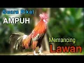 Suara PIKAT AYAM HUTAN - Rooster chicken sound
