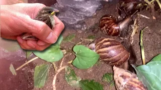 Thăm Thú Cưng Ốc Sên Hoa, Chim Cu Gáy Buổi Tối, Giải Cứu Chim Di