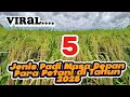 Download Lagu 5 Benih Padi Unggulan Yang Lagi Viral di Tahun 2025