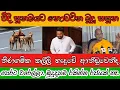වීදි සුනඛයට නොවටින බුදු සසුන.. | Ampitiye Sumanarathana Himi | Batticaloa | Sri Lanka