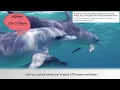 COMPLEX EMOTION Animal Emotions The Surprising Similarities Between Human and Animal Minds