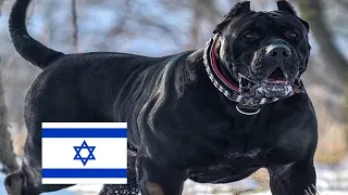הכלבים הכי מסוכנים בישראל טופטן  הכלבים הכי מסוכנים בישראל טופטן