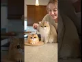 Download Lagu She Cuts a Cat Cake and the Real Fat Cat Freaks Out! 😆😱 #shorts #viralshorts