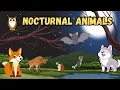 Nocturnal Animals | Night Animals for Kids | Night Animal Sounds