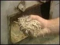 How It s Made - Toothpicks