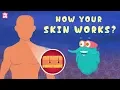 Download Lagu How Your Skin Works? - The Dr. Binocs Show | Best Learning Videos For Kids | Peekaboo Kidz