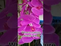Download Lagu A touch of nature that never fades!#ArtificialFlower #HomeDecor#FloralAesthetic #Timeless #DIYDecor