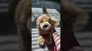 How To Become A Chicken Nugget A Tutorial Essa Emotionalsupportstuffedanimal Essasarevalid  How To Become A Chicken Nugget A Tutorial Essa Emotionalsupportstuffedanimal Essasarevalid