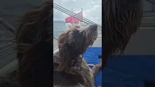 Nice sail over to Rum today from Tobermory 😊 #isleofrum #sailing #travel #sailscotland #boating