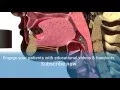 Normal Swallow - Patient Education MedBridge