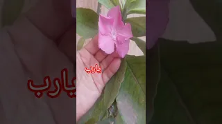 يارب عندي طلب حن ولا تكسفني احباب سكنوا القلب منهم لا تحرمني 