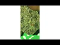 Slippery Susan Strain Review Smk Brk 420