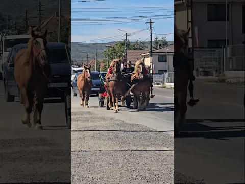 Caii lui Șurubel de la Floresti, Cluj 2026