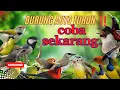 Download Lagu Suara Pikat Burcil Kombinasi Kutilang Dan Burung Kecil Ribut.