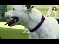 Pupsi Inc Dog Training Dog Boarding Doggy Daycare in Cary NC