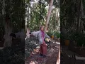 Download Lagu Nunggu Pas Daun Berguguran  | jalan jalan dan liburan ke taman bilebante #shortsvideo #traveling