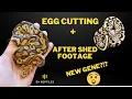 Ballpython egg cutting New gene discovery 514 Reptiles