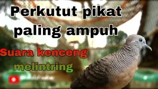 suara pikat atau panggilan paling ampuh