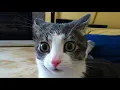 CATS exe is broken