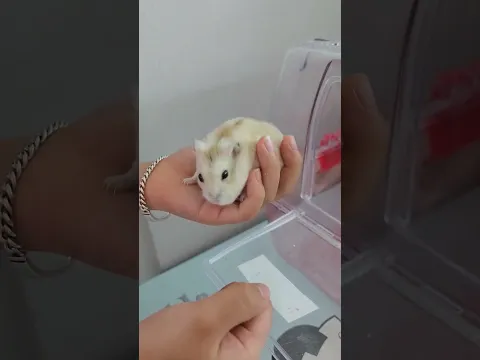 햄스터 콩콩이 핸들링 #햄스터