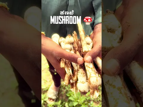Mushroom in kotapalli #farming #wildmushrooms #karnatakavlogs #naturelovers