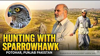 Ancient Falconry: Hunting With Sparrowhawk in Punjab Pakistan 🇵🇰 @ExplorePotohar