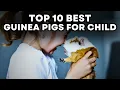 Top 10 Best Guinea Pigs for Child