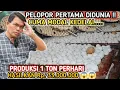 Download Lagu PELOPOR PERTAMA DIDUNIA ‼️LIHAT LANGSUNG KE PRODUKSINYA 1 TON PERHARI HASILKAN 33JUTA CUMA KEDELAI