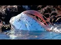 Download Lagu Oarfish: The Real Sea Serpent - Deepsea Creature