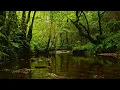 SPRING IN THE FOREST: RELAXING STREAM & SINGING BIRDS FOR STUDY AND STRESS RELIEF.