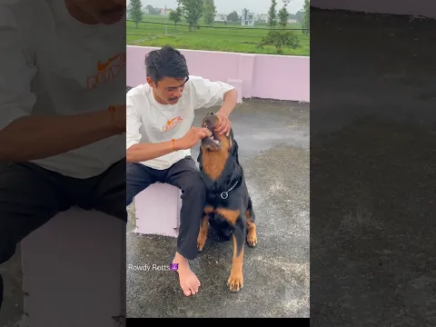 Rottweiler Daisy ko aaj deworming kara de💊✅Last me bhag gae😂#rottweiler #shorts #deworming #viral