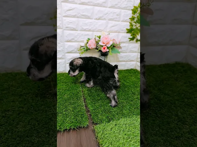 動画