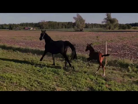 “Peccatum” movie