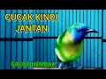 Download Lagu BURUNG CUCAK KINOI JANTAN GACOR, nembak Full @faxxybird