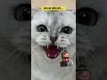Download Lagu IDE YANG SIA SIA ⁉️🤣 #cat #funny #catlover #pets #shorts #comedy