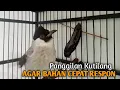 Download Lagu Kutilang Gacor NGGARUDA TARUNG seperti ini sangat Cepat memancing Kutilang LAIN Gacor