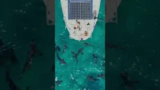 my backyard 😍🦈