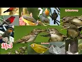 Download Lagu Suara pikat burung ribut,100% ampuh