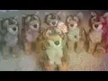 Webkinz Signature Red Wolf Unpackaging