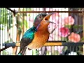 Download Lagu Burung kolibri muncang alias kolmun gacor ngadu