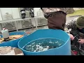 Fish Stocking