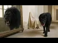 Download Lagu Órfã ganha CÃO ESTRANHO sem saber que seu reflexo releva ser uma CRIATURA de OLHOS VERMELHOS