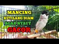Download Lagu Suara burung kutilang gacor memanggil lawan Pancingan kutilang agar bunyi