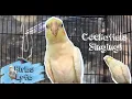 Lagu Parkit Australia gacor untuk pancingan falk muda ||Cockatiels Singing