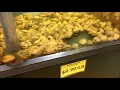 New Sagaya City Market - Oysters